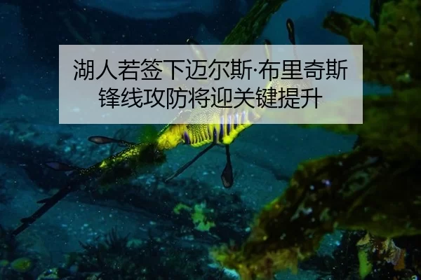 湖人若签下迈尔斯·布里奇斯 锋线攻防将迎关键提升